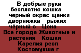 В добрые руки бесплатно,кошка,2.5черный окрас,щенки дворняжки,3 рыжих 1 чёрный,с › Цена ­ - - Все города Животные и растения » Кошки   . Карелия респ.,Костомукша г.